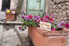 SOLOPACA PIANTIAMO FIORI