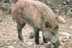 CINGHIALE GENERICO