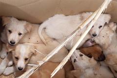 CUCCIOLI ABBANDONATI