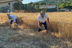 FESTA GRANO CASALI FAICCHIO