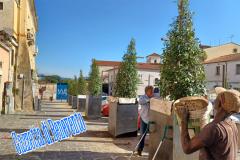 ALBERI PIAZZA PIANO CORTE 01