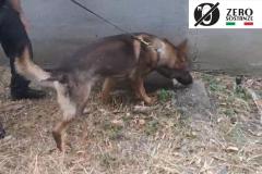 CARABINIERI CANE ANTIDROGA