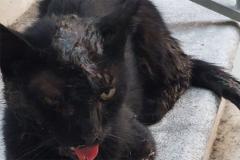 GATTO COLLA FRASSO TELESINO