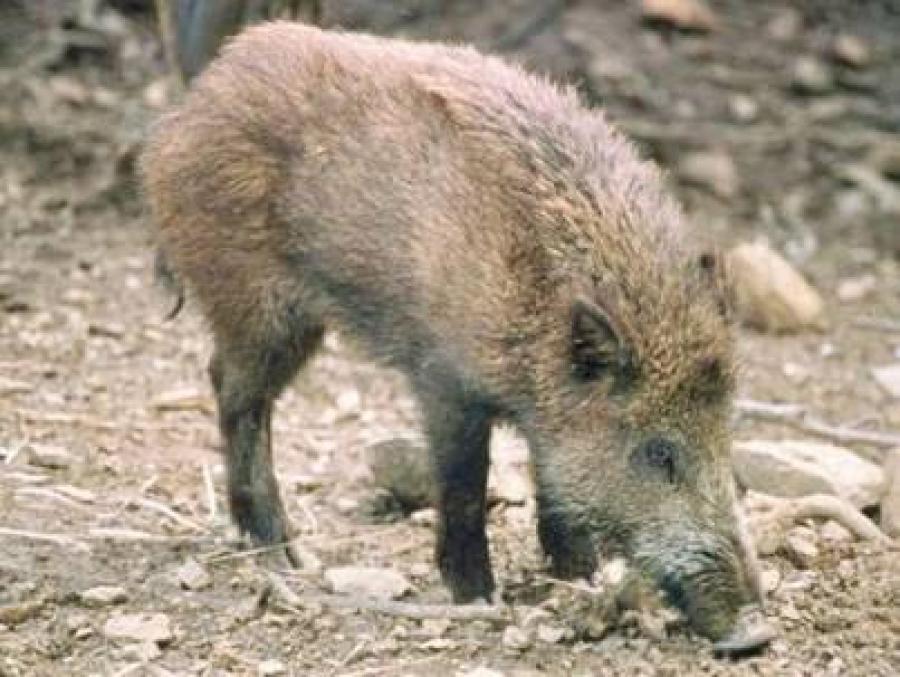 CINGHIALE GENERICO