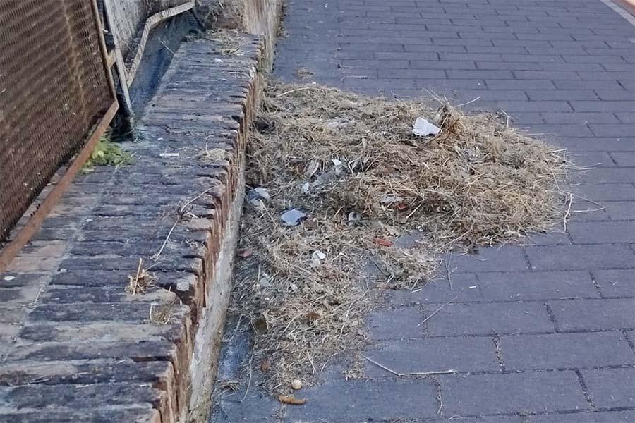 ERBA TAGLIATA ED ABBANDONATA