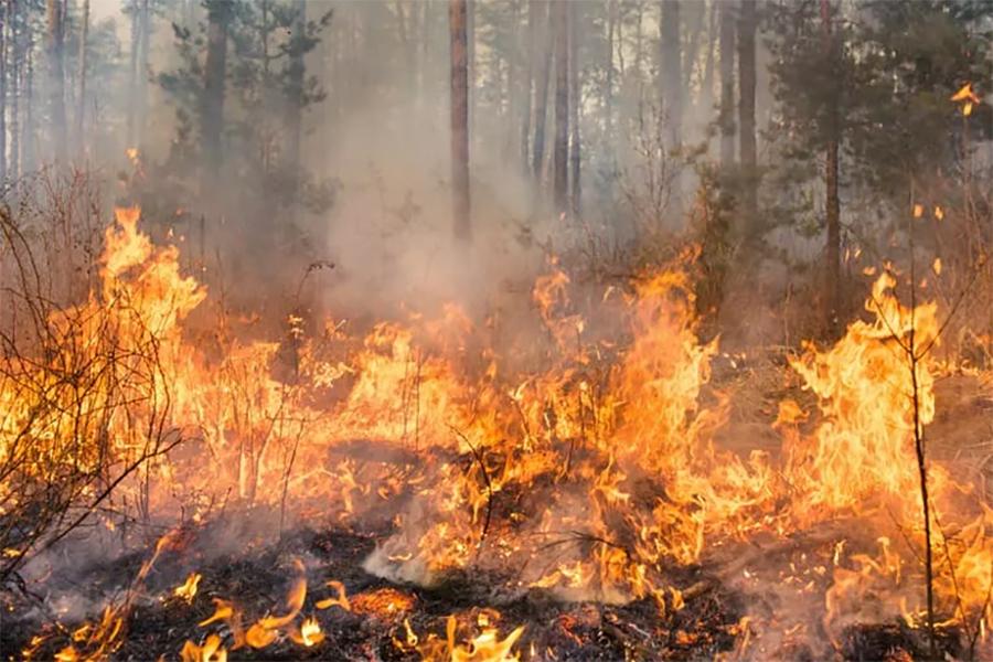 INCENDIO BOSCHIVO