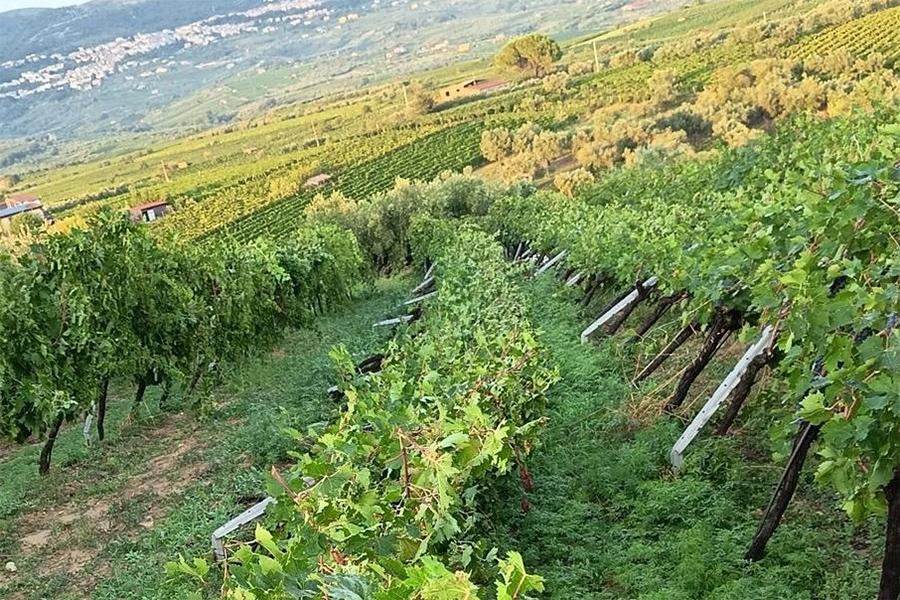 CASTELVENERE VIGNETI DANNEGGIATI