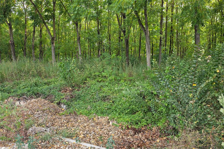 PARCO DE MITA INCOLTO 08.2026