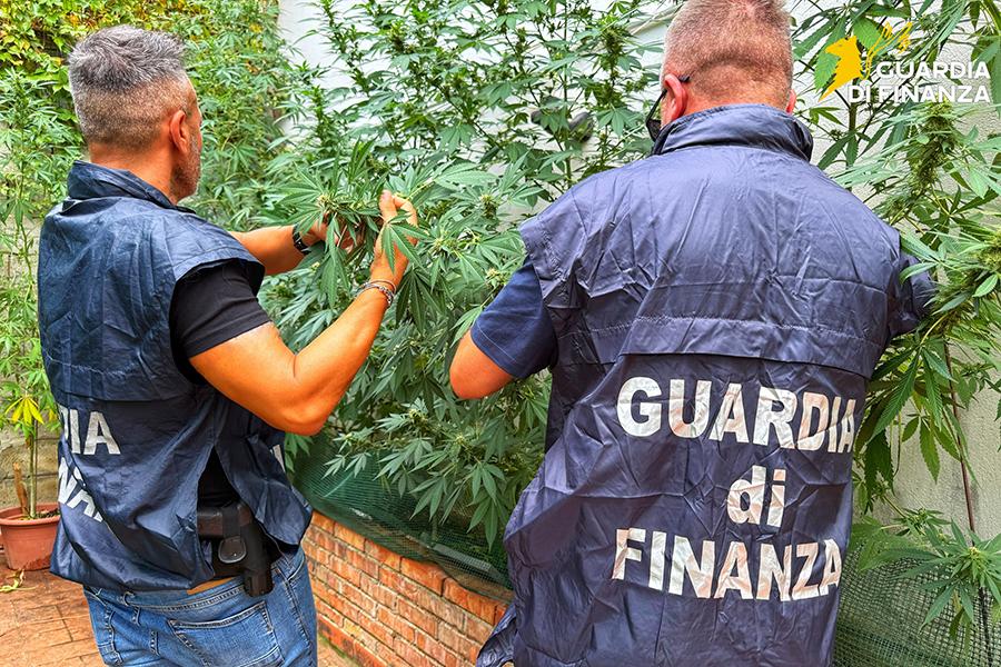 FINANZA PIANTAGIONE MARJIUANA
