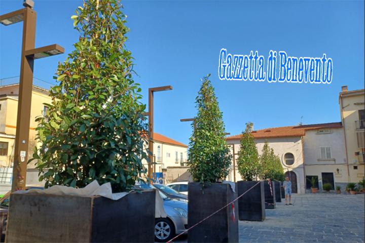 ALBERI PIAZZA PIANO CORTE 02