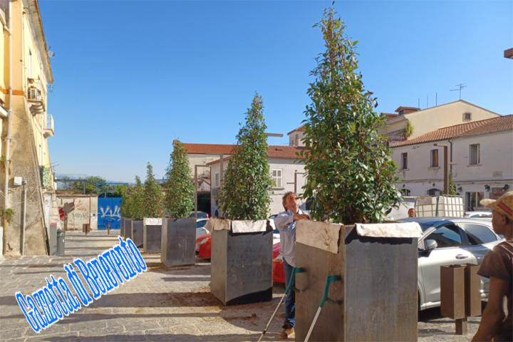 ALBERI PIAZZA PIANO CORTE 03