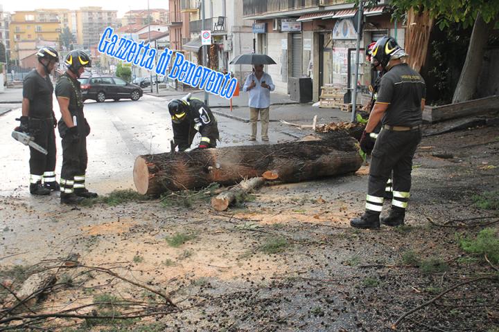 CROLLO ALBERO 01
