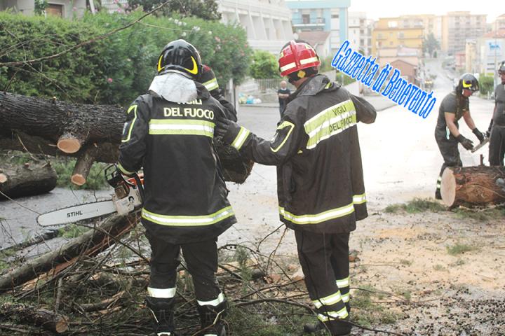 CROLLO ALBERO 04