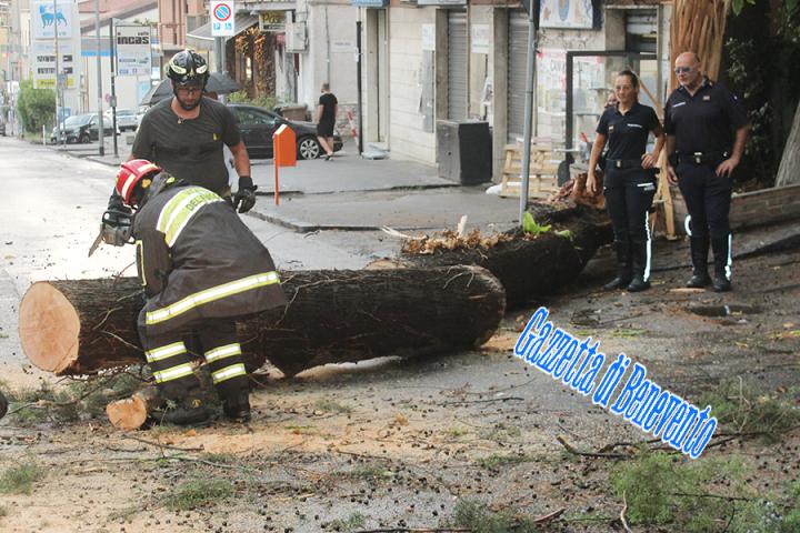CROLLO ALBERO 06