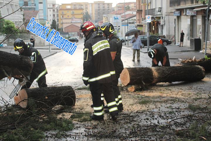 CROLLO ALBERO 07