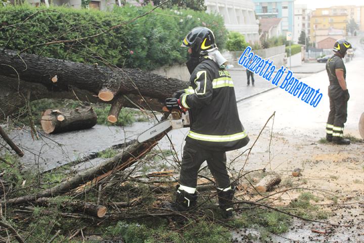 CROLLO ALBERO 09