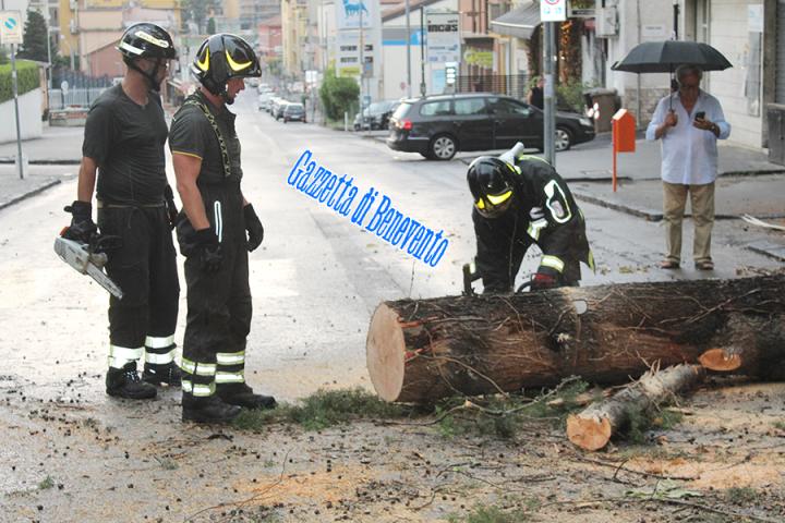 CROLLO ALBERO 11