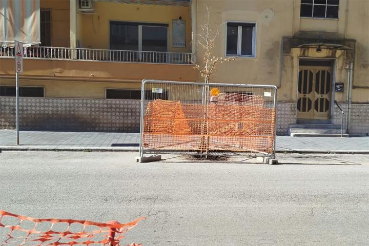 VIA CAVOUR ALBERI 03