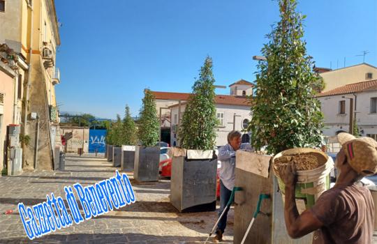 ALBERI PIAZZA PIANO CORTE 01