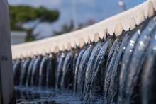 ACQUA GENERICO